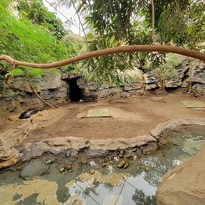 Franklin Park 7/22 - Tropical Forest, pygmy hippo