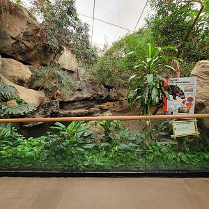Franklin Park 7/22 - Tropical Forest, second pygmy hippo exhibit