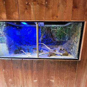 Franklin Park 7/22 - Tropical Forest, Kenyan sand boa