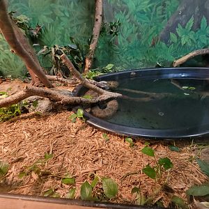 Franklin Park 7/22 - Tropical Forest, green anaconda