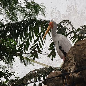 Franklin Park 7/22 - Tropical Forest, yellow-billed stork