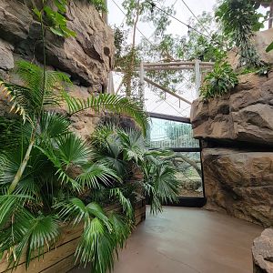 Franklin Park 7/22 - Tropical Forest, another gorilla window