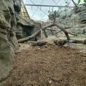 Franklin Park 7/22 - Tropical Forest, another gorilla window, with a gorilla!