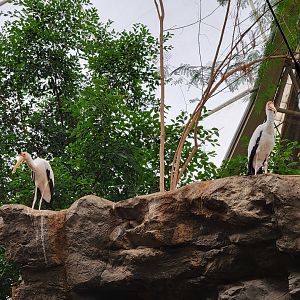 Franklin Park 7/22 - Tropical Forest, yellow-billed storks