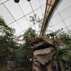 Franklin Park 7/22 - Tropical Forest, yellow-billed storks