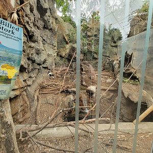 Franklin Park 7/22 - Tropical Forest, saddle-billed stork