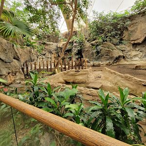 Franklin Park 7/22 - Tropical Forest, Baird's tapir