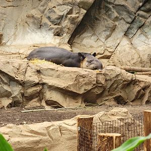 Franklin Park 7/22 - Tropical Forest, Baird's tapir