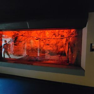 Franklin Park 7/22 - Tropical Forest, Ruwenzori fruit bats