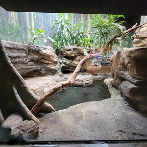 Franklin Park 7/22 - Tropical Forest, dwarf crocodile