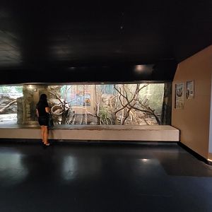 Franklin Park 7/22 - Tropical Forest, Linneaus's sloth, cotton-top tamarin