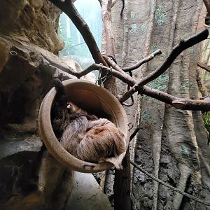 Franklin Park 7/22 - Tropical Forest, Linneaus's sloth, cotton-top tamarin