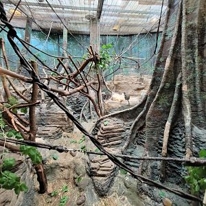 Franklin Park 7/22 - Tropical Forest, DeBrazza's monkey