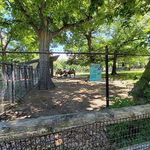 Franklin Park 7/22 - Kalahari Kingdom, bactrian camels