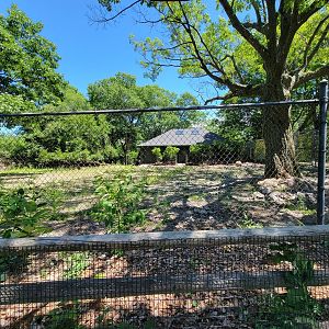 Franklin Park 7/22 - Kalahari Kingdom, red river hogs