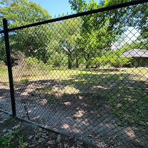 Franklin Park 7/22 - Kalahari Kingdom, red river hogs