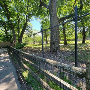 Franklin Park 7/22 - Kalahari Kingdom, red river hogs