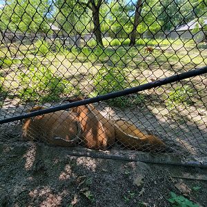 Franklin Park 7/22 - Kalahari Kingdom, red river hogs