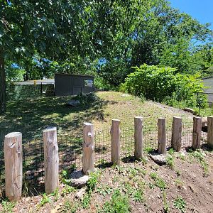 Franklin Park 7/22 - Kalahari Kingdom, sulcata tortoise