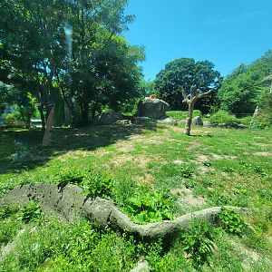 Franklin Park 7/22 - Kalahari Kingdom, lions