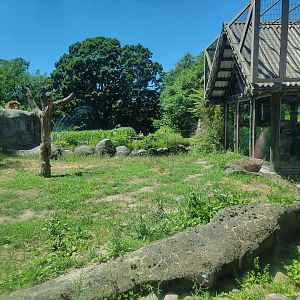 Franklin Park 7/22 - Kalahari Kingdom, lions