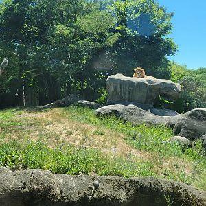 Franklin Park 7/22 - Kalahari Kingdom, lions from middle window
