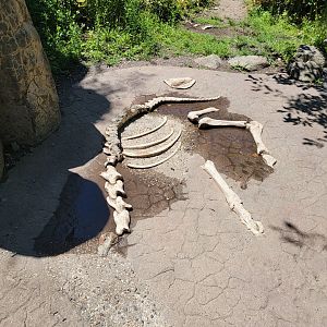 Franklin Park 7/22 - Kalahari Kingdom, lion exhibit, some fake bones to trip on