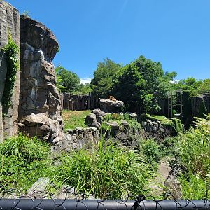Franklin Park 7/22 - Kalahari Kingdom, lions