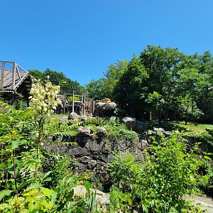 Franklin Park 7/22 - Kalahari Kingdom, lions, with viewing windows everywhere