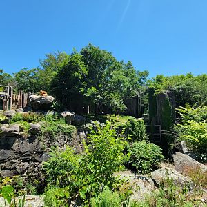 Franklin Park 7/22 - Kalahari Kingdom, lions, lower viewing window on right, with the typical jeep sticking out thing