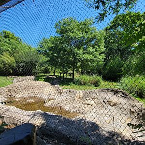 Franklin Park 7/22 - Kalahari Kingdom, tiger