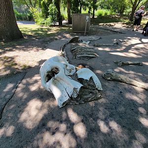 Franklin Park 7/22 - Kalahari Kingdom, elephant kingdom