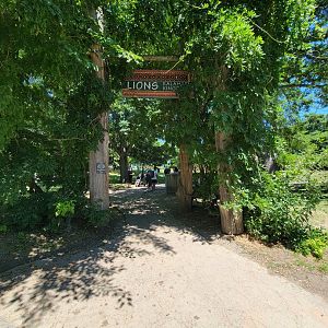 Franklin Park 7/22 - Kalahari Kingdom, path to lions