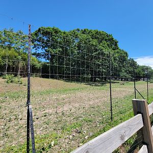 Franklin Park 7/22 - Serengeti Crossing, Hartmann's mountain zebra, blue wildebeest