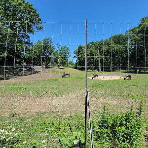 Franklin Park 7/22 - Serengeti Crossing, Hartmann's mountain zebra, blue wildebeest