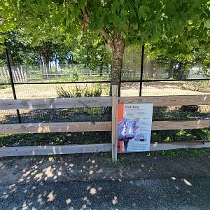 Franklin Park 7/22 - Serengeti Crossing, common warthog