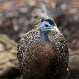 Great Argus Pheasant / Hamerton / 16-11-22