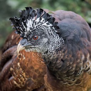 Great Curassow (F) / Hamerton / 16-11-22