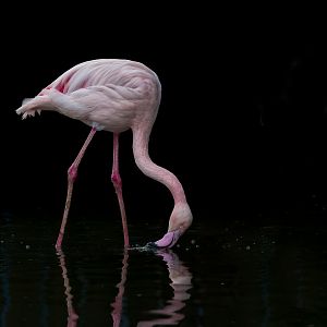 Greater Flamingo / Hamerton / 16-11-22
