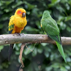 Sun and Cuban Conure / Hamerton / 16-11-22