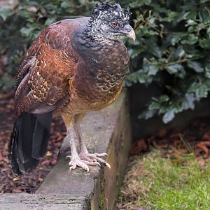 Great Curassow (F) / Hamerton / 16-11-22