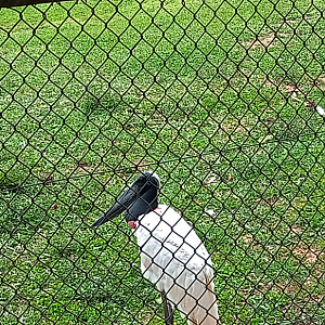 Jabiru stork