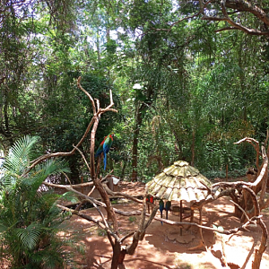 Hybrid macaw exhibit