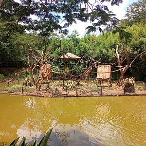 Tufted capuchin exhibit