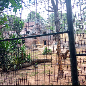 Siberian tiger exhibit