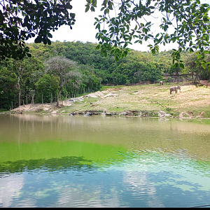 Asian elephant,hippo and water buffalo exhibit