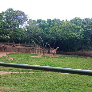 Rothschilds giraffe exhibit