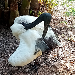 African sacred ibis