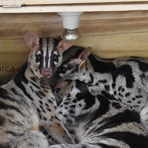 Owston's palm civet (Chrotogale owstoni)