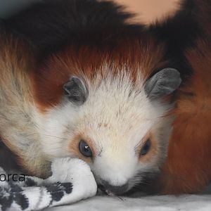 red and white giant flying squirrel (Petaurista alborufus)